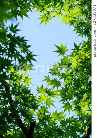 大和民俗公園古宅庭院裡的新綠楓樹 大和民俗公園古宅庭院裡的新綠楓樹 127338071