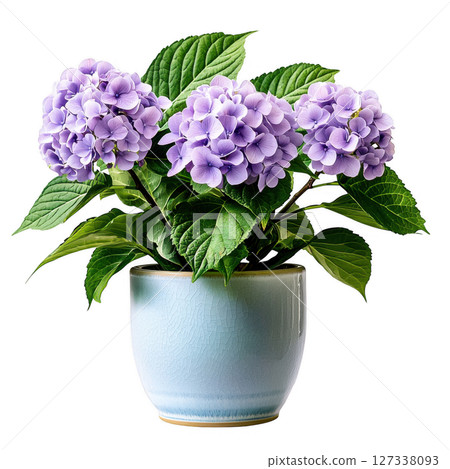 Beautiful hydrangea plant with purple flowers in light blue pot, showcasing vibrant colors and lush green leaves, perfect for home Beautiful hydrangea plant with purple flowers in light blue pot, showcasing vibrant colors and lush green leaves, perfect for home 127338093