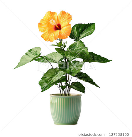 vibrant orange hibiscus flower in green pot, showcasing lush green leaves. This beautiful plant adds tropical touch to any space, 127338100