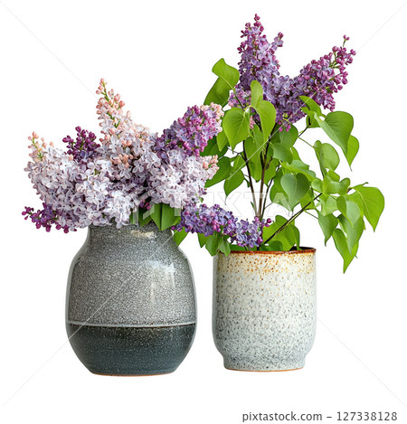 Stylish lilac plants in decorative pots, showcasing vibrant purple flowers and lush green leaves, perfect for home decor 127338128