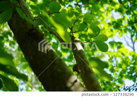 大和民俗公園的鮮綠色七葉樹4 127338290