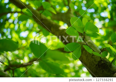 Fresh green horse chestnut trees at Yamato Folk Park 127338291