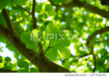 Fresh green horse chestnut tree in Yamato Folk Park 3 127338293