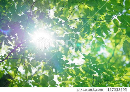 Fresh greenery and sunlight at Yamato Folk Park 127338295