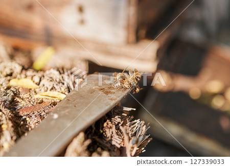 Focus on bees in hive, farming of honey production and organic environmental industry of sustainable beekeeping with tools. Agriculture industry, garden with wildlife insects and harvest honeycomb Focus on bees in hive, farming of honey production and organic environmental industry of sustainable beekeeping with tools. Agriculture industry, garden with wildlife insects and harvest honeycomb 127339033