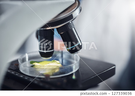 Science, research and plant sample on microscope for exam, lab test and study for agriculture. Laboratory, biotechnology and close up of leaf in glass for medical development, innovation and medicine Science, research and plant sample on microscope for exam, lab test and study for agriculture. Laboratory, biotechnology and close up of leaf in glass for medical development, innovation and medicine 127339036