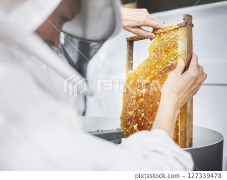 Honeycomb, beekeeper and bee farming inspection for organic food industry, product nutrition and bees agriculture maintenance. Honey, beekeeping farmer and small business for beeswax production 127339478