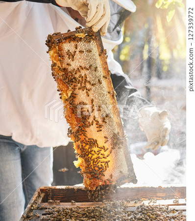 Bees, nature and hands with honey for beekeeping hobby, sustainable farming and organic food products. Hive production, agriculture and beekeeper in safety suit harvesting natural and fresh honeycomb 127339772