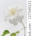 White clematis flower 127340221