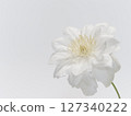 White clematis flower 127340222