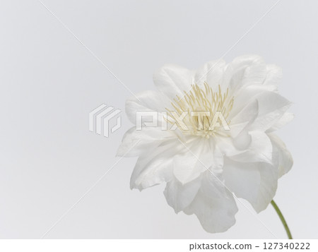 白色鐵線蓮屬花 127340222