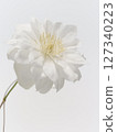 White clematis flower 127340223