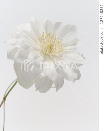 白色鐵線蓮屬花 127340223