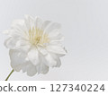 White clematis flower 127340224