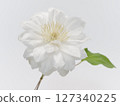 White clematis flower 127340225
