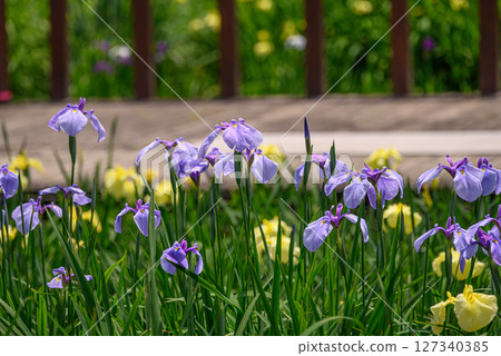 木板路和鳶尾花景觀 木板路和鳶尾花景觀 127340385