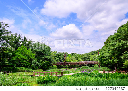 木板路和鳶尾花景觀 127340387