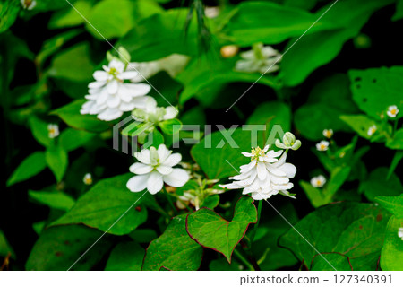 White double-flowered Houttuynia cordata 127340391