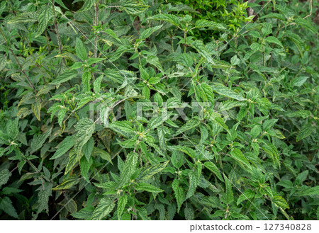 Stinging nettle plants (Urtica dioica) growth in rural Nepal. The needle-like structure within the plant contains acid and different irritating chemicals. Stinging nettle plants (Urtica dioica) growth in rural Nepal. The needle-like structure within the plant contains acid and different irritating chemicals. 127340828
