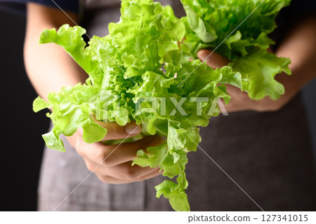Organic green oak lettuce holding by hand, Fresh vegetable, Healthy eating 127341015