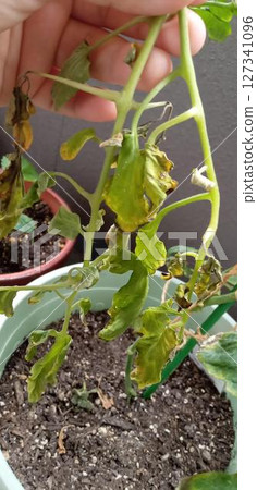 Cherry tomato leaves withered by bacterial wilt 127341096
