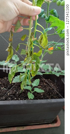 Suddenly, I was holding a withered cherry tomato leaf. Suddenly, I was holding a withered cherry tomato leaf. 127341100