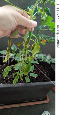 Suddenly, I was holding a withered cherry tomato leaf. Suddenly, I was holding a withered cherry tomato leaf. 127341101