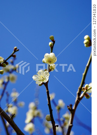 White plum shining in the blue sky 127341810