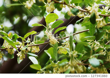 White flowers of autumn quince 127341860