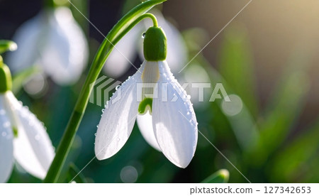 Macro photo of delicate snowdrop flower with water drops. White petals, green stem, leaves. 127342653