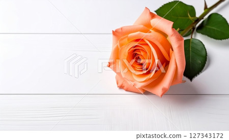 Red rose on white and yellow backgrounds 127343172