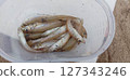 釣魚時將白魚放入特百惠容器中 127343246