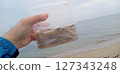 把捕獲的牙鱈放入特百惠容器中 127343248