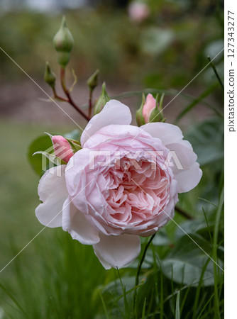 Pretty Pink Rose Flowers 'Blessings' a type of hybrid tea rose for its large. Pretty Pink Rose Flowers 'Blessings' a type of hybrid tea rose for its large. 127343277