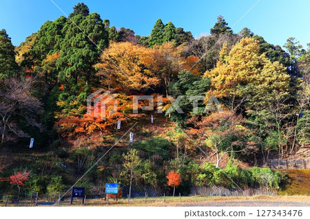 [福井縣] 熊川陣屋遺址的秋葉 127343476