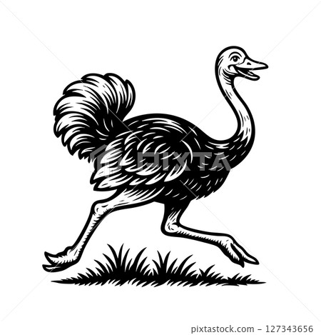 Energetic ostrich running in bold black and white engraving style. Perfect vector art for wildlife designs, prints, or motion themed animal graphics. Birds. Energetic ostrich running in bold black and white engraving style. Perfect vector art for wildlife designs, prints, or motion themed animal graphics. Birds. 127343656
