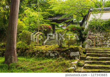 Fresh greenery at the approach to Miidera Temple Fresh greenery at the approach to Miidera Temple 127343665