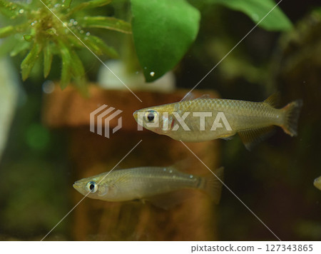 瀕臨絕種的野生鱂魚 瀕臨絕種的野生鱂魚 127343865