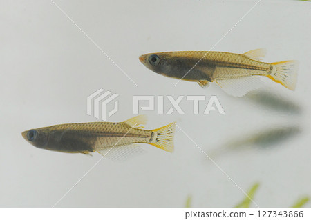 瀕臨絕種的野生鱂魚 瀕臨絕種的野生鱂魚 127343866