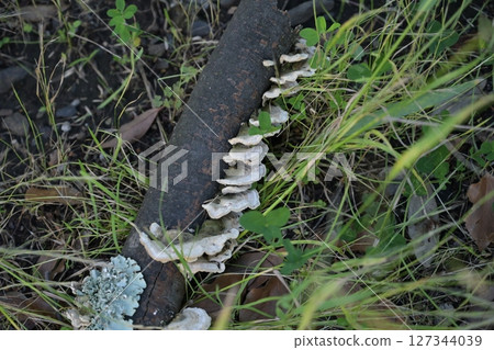 Mushrooms grown in fallen trees Mushrooms grown in fallen trees 127344039