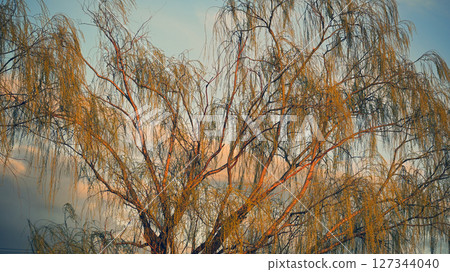 Willow tree bathed in the setting sun Willow tree bathed in the setting sun 127344040