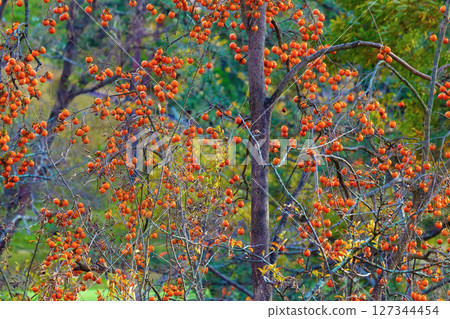 Persimmon fruit in nature 127344454