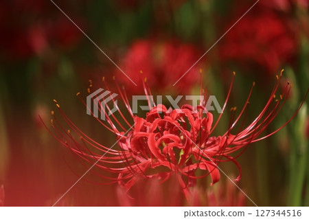 群集孤挺花 群集孤挺花 127344516