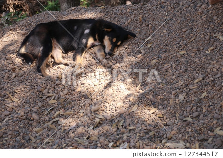 野狗 野狗 127344517