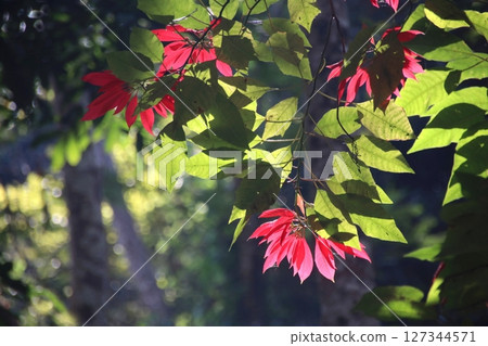 野生一品紅 127344571