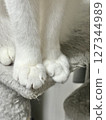 Cat's hand 127344989