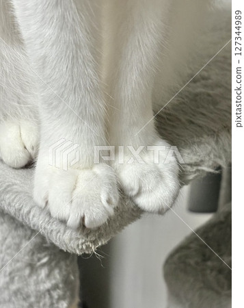 Cat's hand 127344989