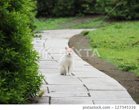 Cat walking path 127345316