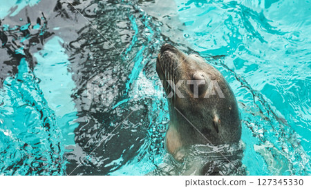 Sea lions waiting for food in the pool 127345330