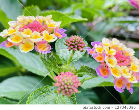 Lantana flowers Lantana flowers 127345386
